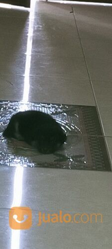 Anak anjing mix Chihuahua betina usia 1,5 bln