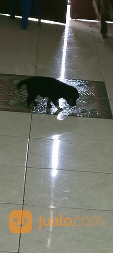 Anak anjing mix Chihuahua betina usia 1,5 bln