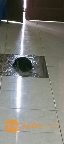 Anak anjing mix Chihuahua betina usia 1,5 bln