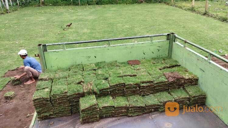 Harga terbaru rumput jepang Purbalingga