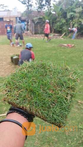 Harga terbaru rumput jepang Purbalingga