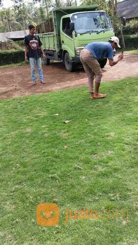 Harga terbaru rumput jepang Purbalingga