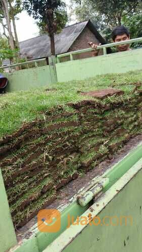 Harga terbaru rumput jepang Purbalingga