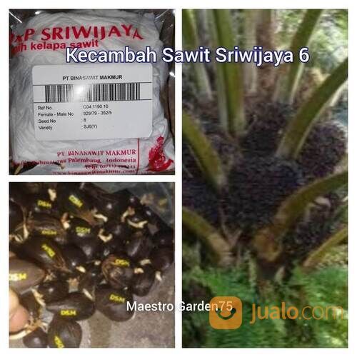 Kecambah Sawit Sriwijaya 6 Bersertifikat