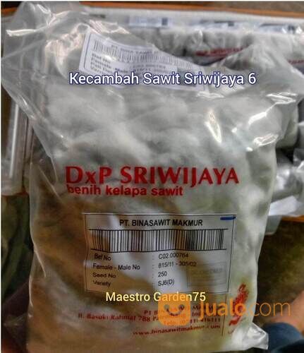 Kecambah Sawit Sriwijaya 6 Bersertifikat
