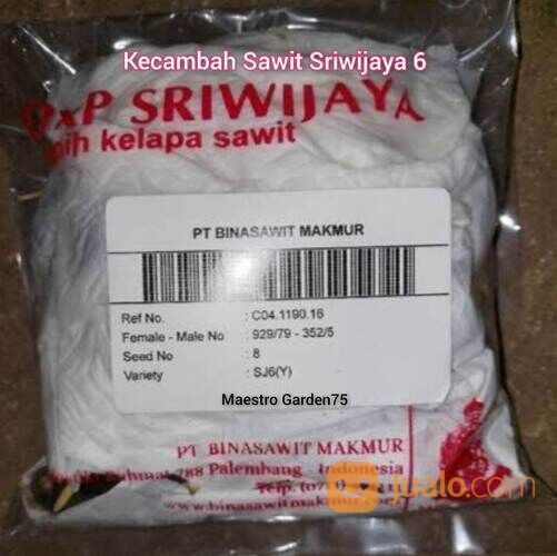 Kecambah Sawit Sriwijaya 6 Bersertifikat