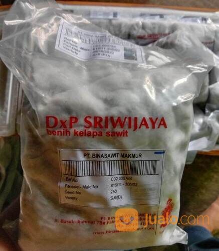 Kecambah Sawit Sriwijaya 6 Bersertifikat