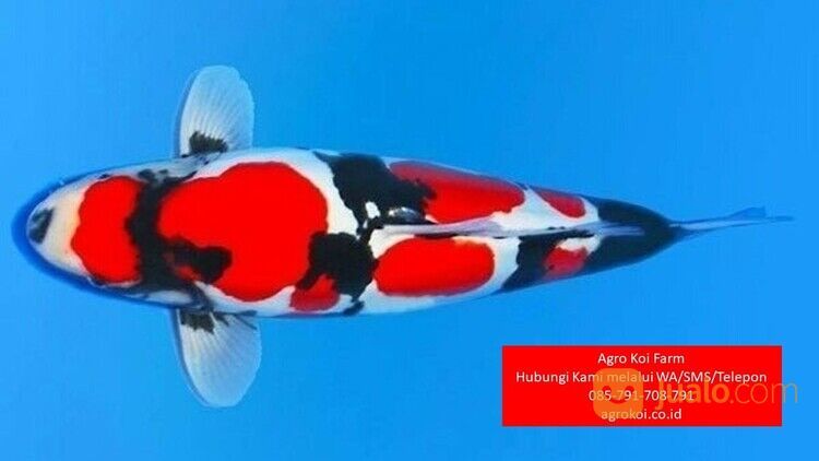 Ikan Koi Showa Kabupaten Bondowoso Terpercaya 085-791-708-791 Bergaransi
