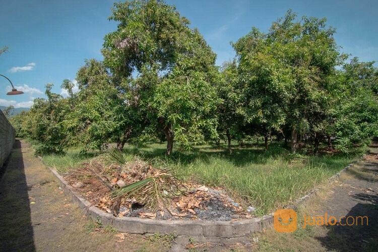 Beach front land at Lovina Singaraja Bali Utara Lokasi pinggir pantai