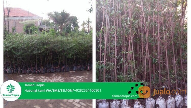 Pohon Ketapang Kencana Kabupaten Banyuwangi Harga Terjangkau 082334166361 Terpercaya