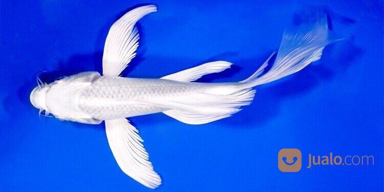 Sedia Ikan Koi di Sukoharjo 085-791-708-791 Terjangkau dan Bergaransi