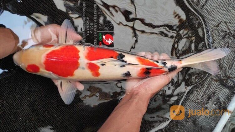 Sedia Ikan Koi di Purwodadi 085-791-708-791 Terjangkau dan Bergaransi