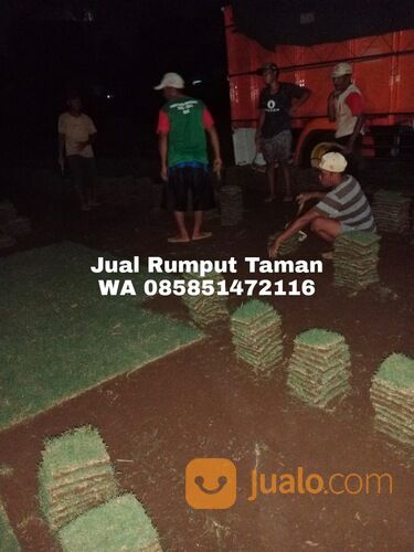 Rumput jepang rembang termurah berkwalitas