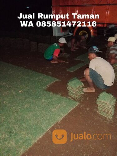 Rumput jepang rembang termurah berkwalitas