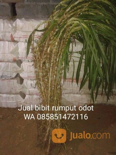 Harga bibit rumput odot rembang free ongkir