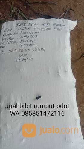 Harga bibit rumput odot rembang free ongkir
