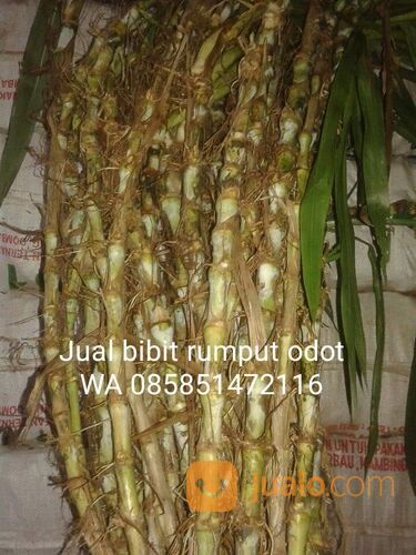 Harga bibit rumput odot rembang free ongkir
