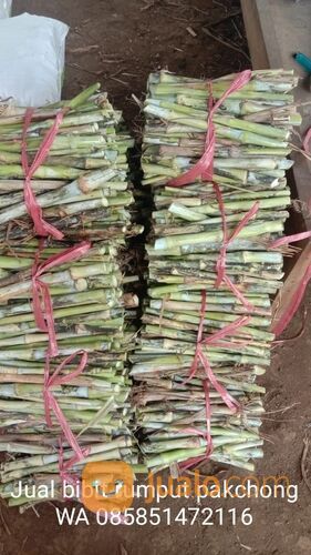 Harga bibit rumput pakchong rembang untuk pakan ternak