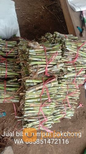 Harga bibit rumput pakchong rembang untuk pakan ternak