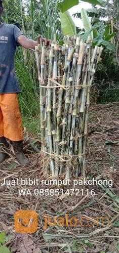 Harga bibit rumput pakchong rembang untuk pakan ternak