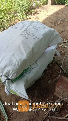 Harga bibit rumput pakchong rembang untuk pakan ternak