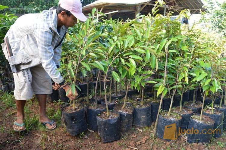 Bibit Durian Ochee Duri Hitam | Harga Bibit Durian Black Thorn | Budidaya Durian Duri Hitam
