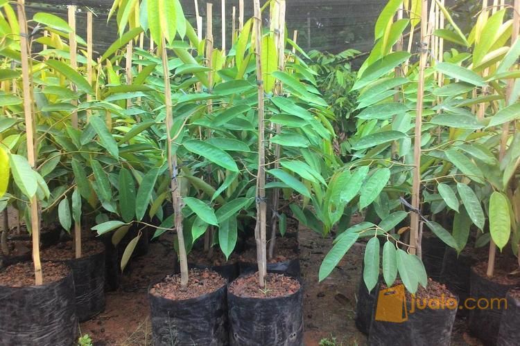 Bibit Durian Ochee Duri Hitam | Harga Bibit Durian Black Thorn | Budidaya Durian Duri Hitam