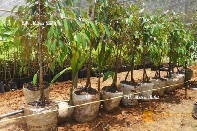 Bibit Durian Ochee Duri Hitam | Harga Bibit Durian Black Thorn | Budidaya Durian Duri Hitam