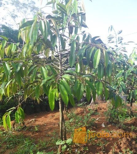 Bibit Durian Ochee Duri Hitam | Harga Bibit Durian Black Thorn | Budidaya Durian Duri Hitam