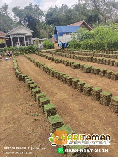 Rumput golf rembang harga rp.18.000 permeter