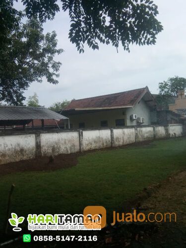 Rumput golf rembang harga rp.18.000 permeter