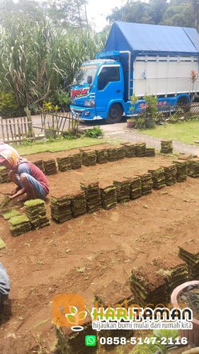 Rumput golf rembang harga rp.18.000 permeter