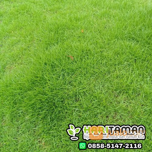 Supplier rumput zoysia rembang siap kirim dan tanam