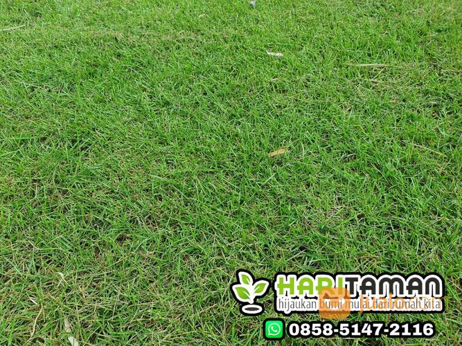 Supplier rumput zoysia rembang siap kirim dan tanam