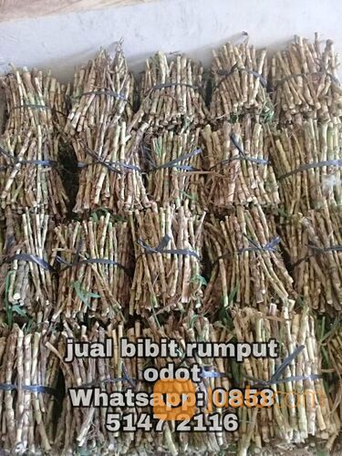 Bibit rumput odot rembang free ongkir