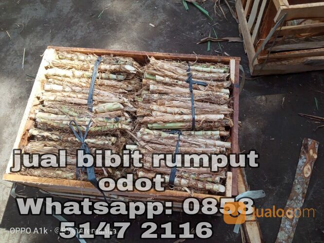 Bibit rumput odot rembang free ongkir