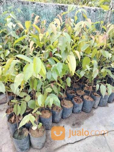 Merawan Bibit Pohon Tinggi 50 cm