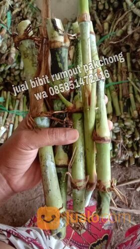 Harga bibit rumput pakchong semarang termurah