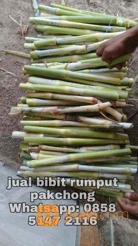 Harga bibit rumput pakchong semarang termurah