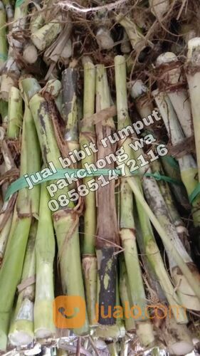 Harga bibit rumput pakchong semarang termurah