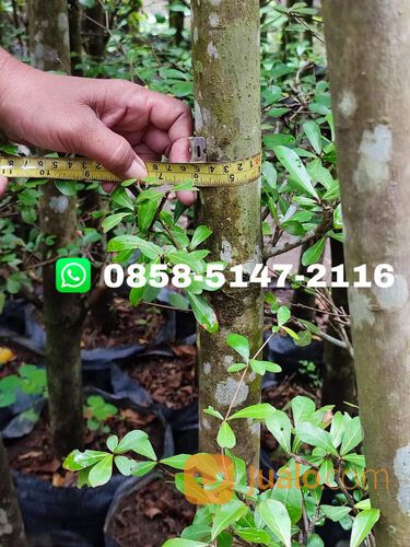 Harga pohon ketapang kencana Semarang tinggi 4 meter
