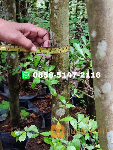 Harga pohon ketapang kencana Semarang tinggi 4 meter