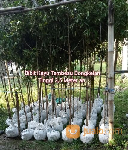 Tembesu Pohon Dongkelan Tinggi 2,5 Meter