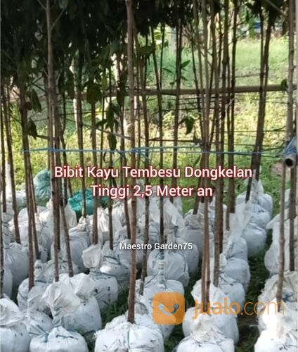 Tembesu Pohon Dongkelan Tinggi 2,5 Meter
