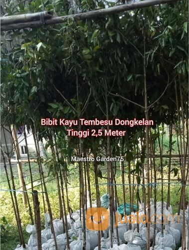 Tembesu Pohon Dongkelan Tinggi 2,5 Meter