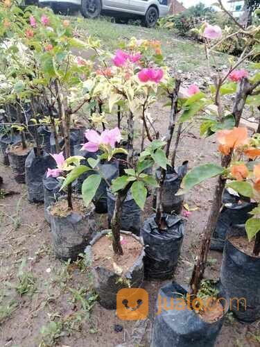 Bougenville Tiga Warna 40 cm
