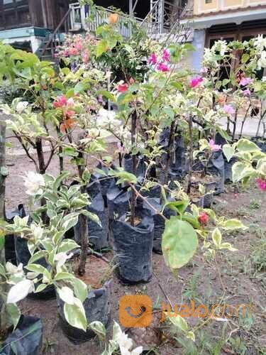 Bougenville Tiga Warna 40 cm
