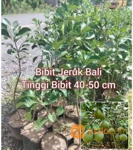 Jeruk Bali Bibit Sambung Pucuk Tinggi 50 - 60 Cm