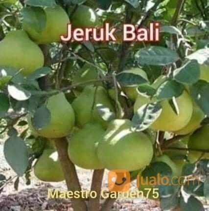 Jeruk Bali Bibit Sambung Pucuk Tinggi 50 - 60 Cm
