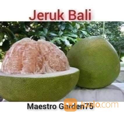 Jeruk Bali Bibit Sambung Pucuk Tinggi 50 - 60 Cm
